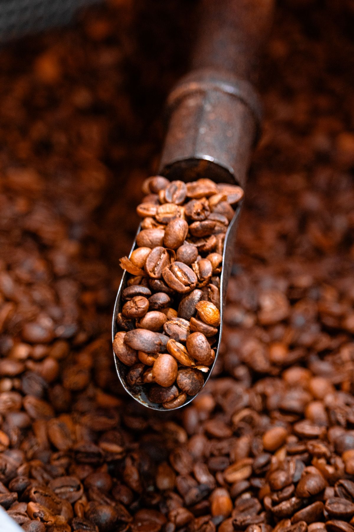 A scoop lifting roasted beans from the cooling tray